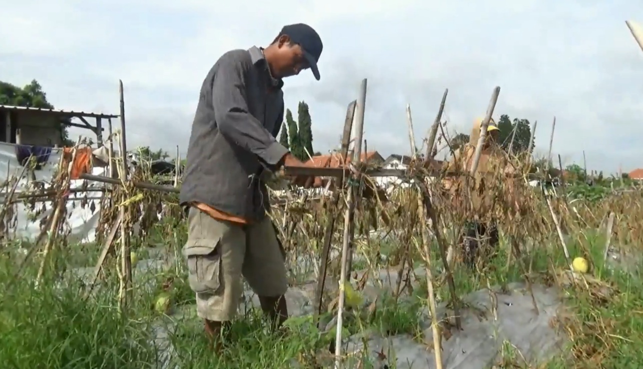 Petani melon mengaku merugi lantaran hasil panen mereka berkurang disebabkan cuaca buruk