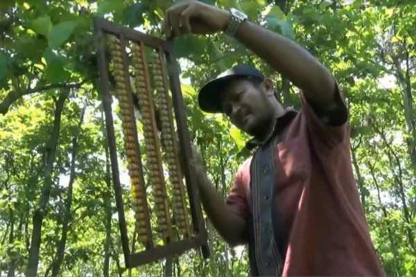 Ajak Pengunjung Panen Madu Hingga Uji Keberanian Berfoto dengan Ribuan Lebah