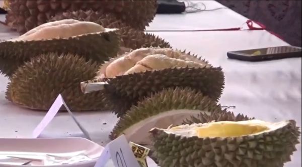 Mencari Sensasi Baru Durian Bido,  Si Daging Tebal Asal Wonosalam 