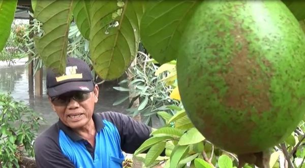 Senyum Petani Jambu Biji Merah Sedang Merekah