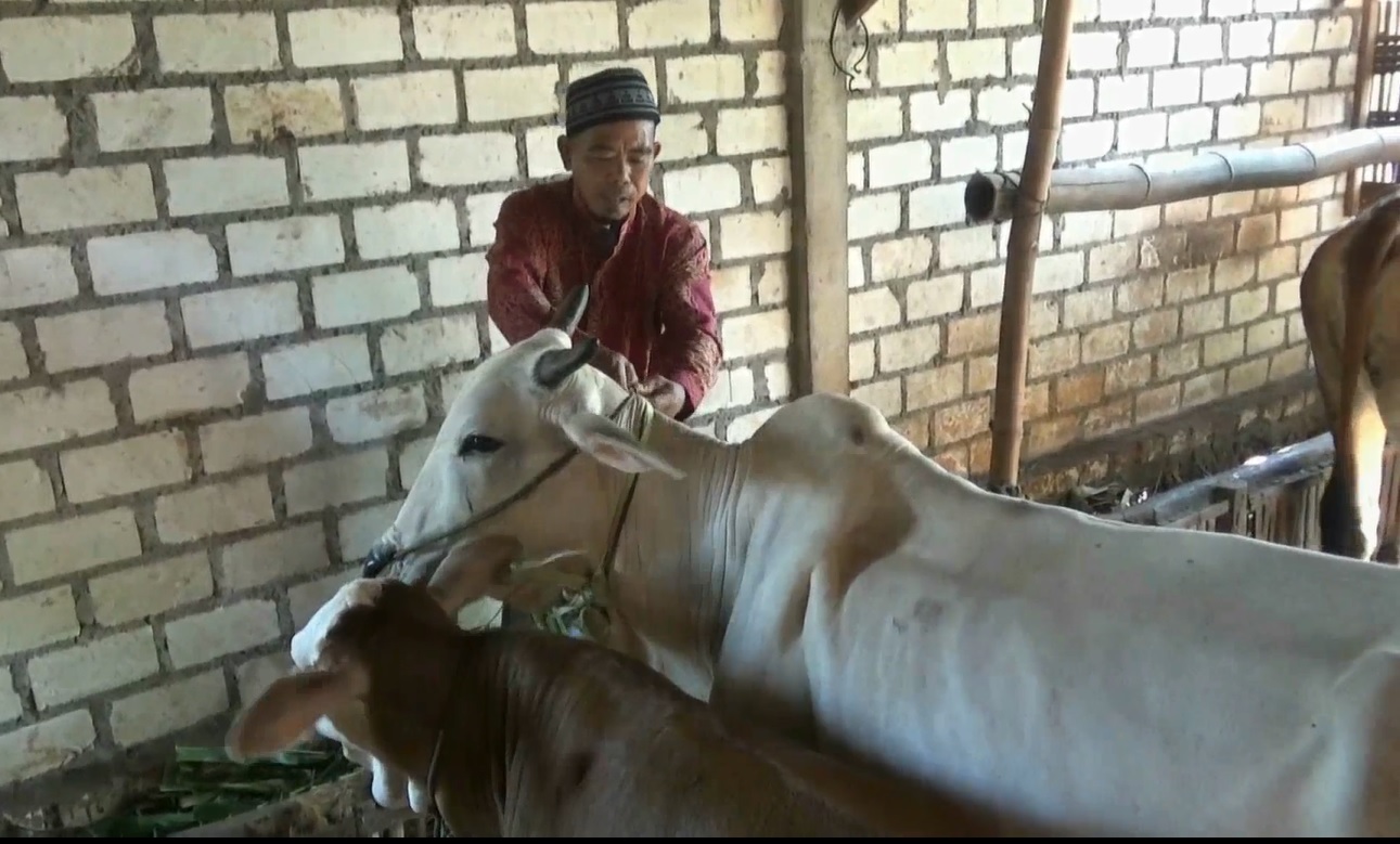 Salah satu warga mengkalungkan kupat lepet ke leher sapi sebagai bentuk ucapan terima kasih 