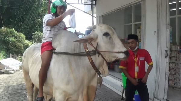 Viral Pemuda di Magetan Tunggangi Sapi ke Minimarket