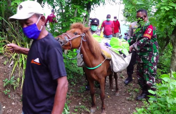 Tembus Hutan Belantara, Bantuan Covid-19 Diangkut Kuda