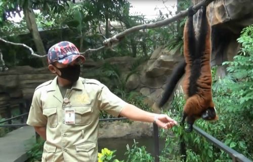 Para pawang lebih sering melakukan interaksi agar hewan tidak mengalami stres. (foto/metrotv)