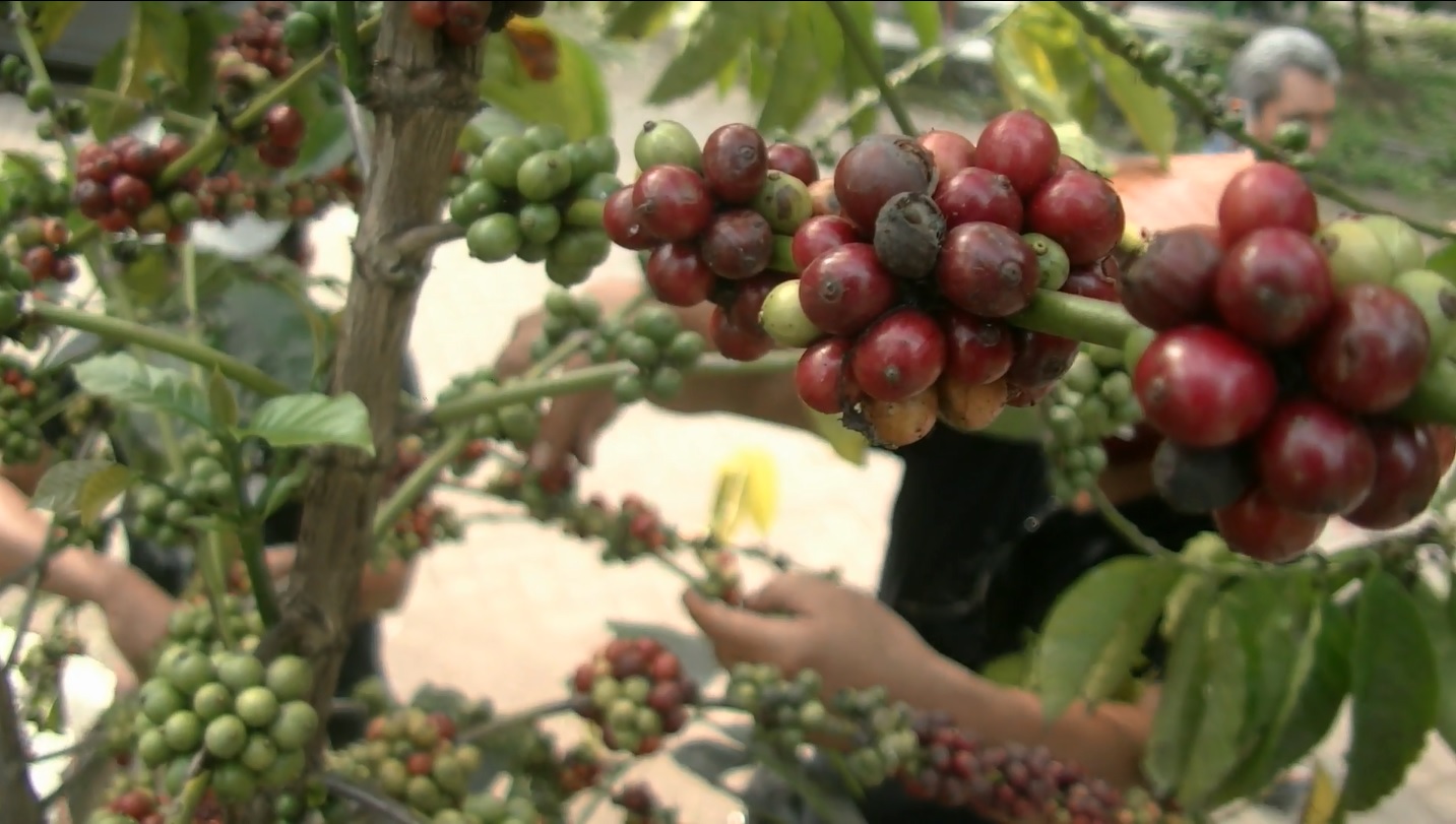 Seruput Kopi yang Dipetik dari Makam Kuno Belanda, Pecinta Kopi Wajib Coba