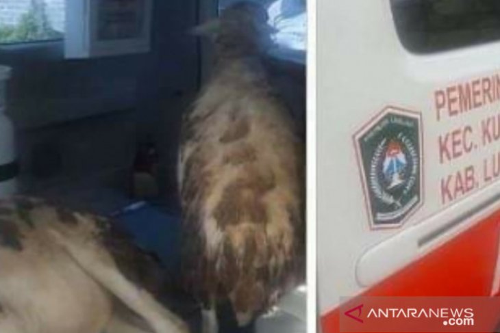 Tangkapan layar ambulans di Lumajang yang dipakai mengaungkut kambing dari pasar hewan