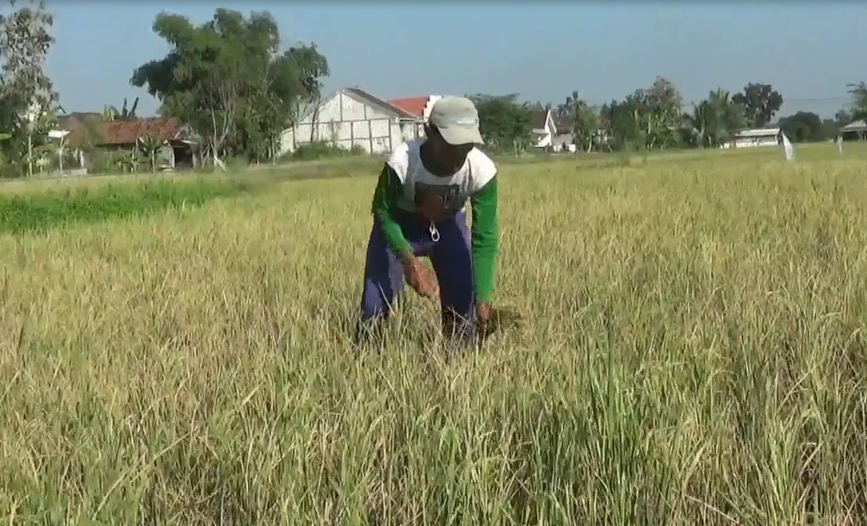 Hama tikus memaksa petani di Kecamatan Tikung, Kabupaten Lamongan terpaksa memotong padi lebih cepat untuk dijadikan pakan ternak. (foto 