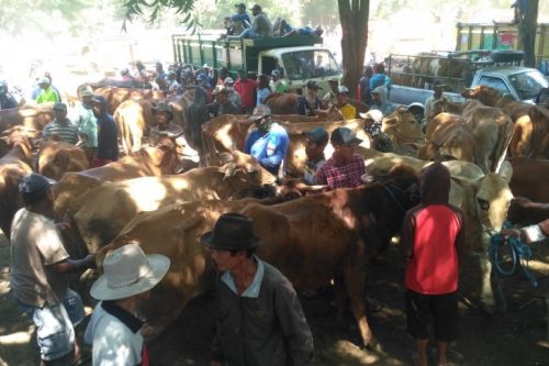 Ilustrasi pasar sapi yang ramai jelang hari raya kurban (Foto/Antara)