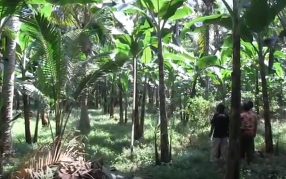 Mengenal Raja Kresek, Pisang Andalan Baru dari Lumajang