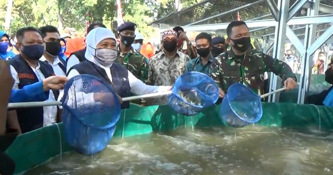 Gubernur Jawa Timur Khofifah Indar Parawansa melakukan panen udang vaname di komplek pangkalan udara TNI angkatan laut (Lanudal) juanda (Foto /Metro tv)