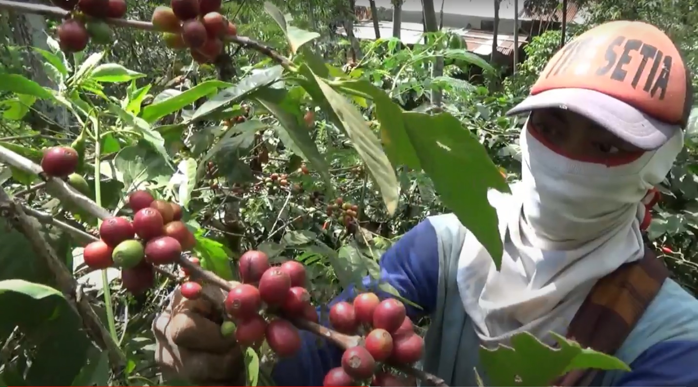 Petani kopi di Situbondo terancam tak bisa menjual kopi hasil panen raya lantaran pabrik kopi yang tutup (Foto / Metro tv)