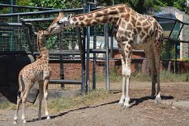 Kindi, bayi jerapah menjadi salah satu koleksi baru Maharani Zoo, Lamongan (Foto/Metrotv)