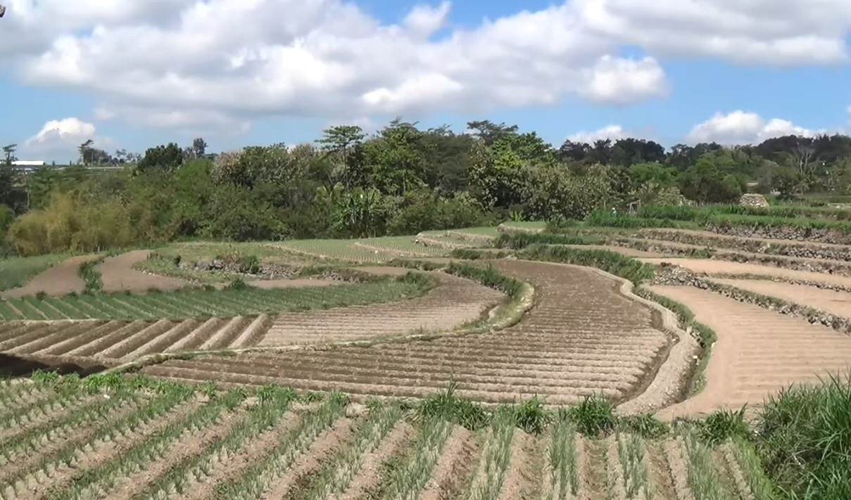 Hektaran lahan tanaman bawang di Magetan diserang hama jamur. (foto/metrotv)