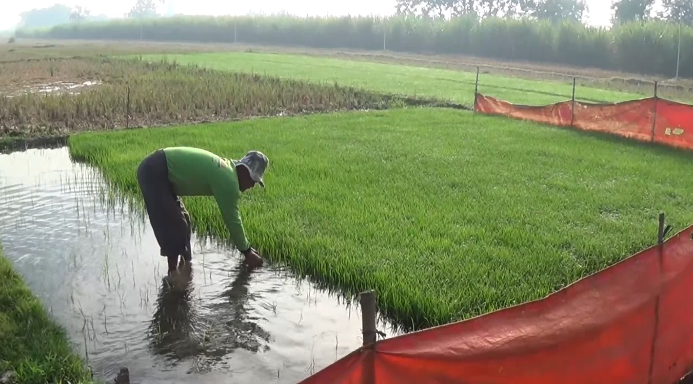 Tambir tetap semangat menyemai bibit padi yang akan ditanam di sawah miliknya di tengah langkanya pupuk bersubsidi di pasaran (Foto / Metro tv)