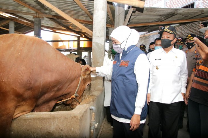 Gubernur Jatim Khofifah Indar Parawansa bersama Bupati Lamongan Fadeli mengunjungi peternakan sapi di Desa Wonokromo, Kecamatan Tikung, Kabupaten Lamongan (Foto / Metro tv)