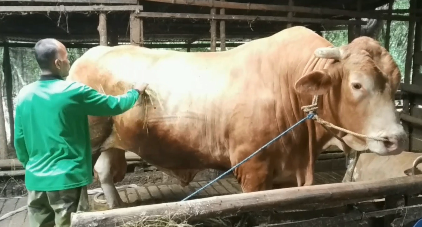 Sapi jumbo seberat 1,3 ton milik Kusnan dibanderol dengan harga ratusan juta untuk korban (Foto / Metro tv)