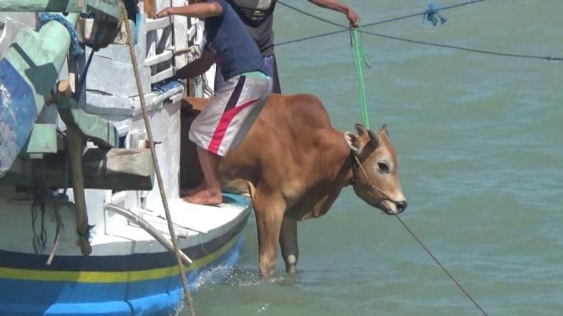 Sapi dari Pulau Sapudi terpaksa dilempar ke laut untuk bisa mencapai daratan Sumenep. (foto/medcom.id)