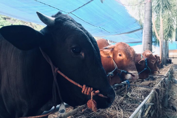 Hewan kurban di rumah potong hewan di Surabaya menunggu antrean di potong jelang idul adha (Foto / Antara)