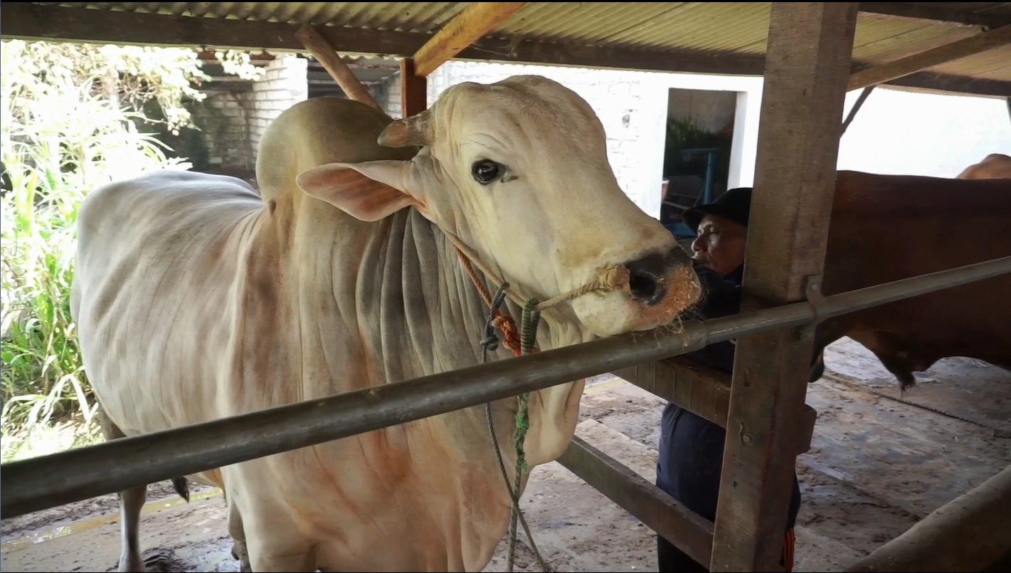 Fantastis, Sapi Kurban Jokowi Seberat 1,20 Ton