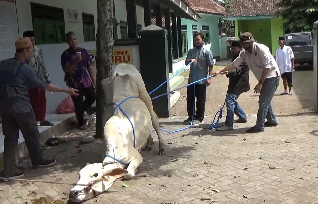 Puluhan Takmir Masjid Jember Ikuti Pelatihan Rebahkan Sapi Kurban