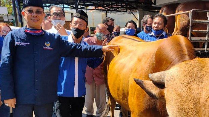 Ketua DPD Nasdem Surabaya Robert Simangunsong menunjukkan sapi kurban kader partai Nasdem (Foto / Istimewa)