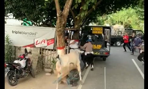 Polisi dan warga berlarian saat berusaha menjinakan sapi kurban yang lepas di  Jalan Supriyadi, Blitar. (foto/metrotv) 