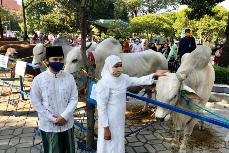 Gubernur Jawa Timur Khofifah Indar Parawansa dan Wakil Gubernur Jawa Timur Emil Elestianto Dardak (kiri) usai menyerahkan sapi kurban dari Presiden Joko Widodo kepada panitia kurban di Masjid Al Akbar Surabaya, Jumat (31/07/2020). (ANTARA/Fiqih Arfani)