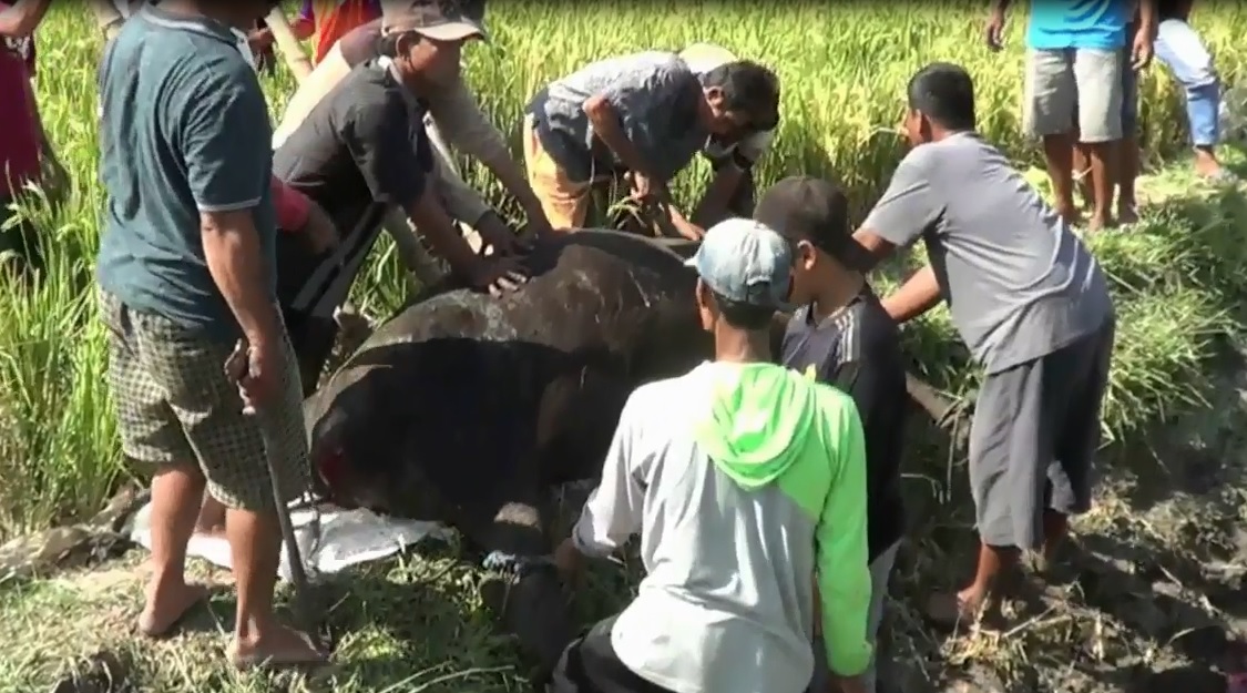 Berontak,  Sapi Kurban Berbobot 1 Ton Disembelih di Sawah