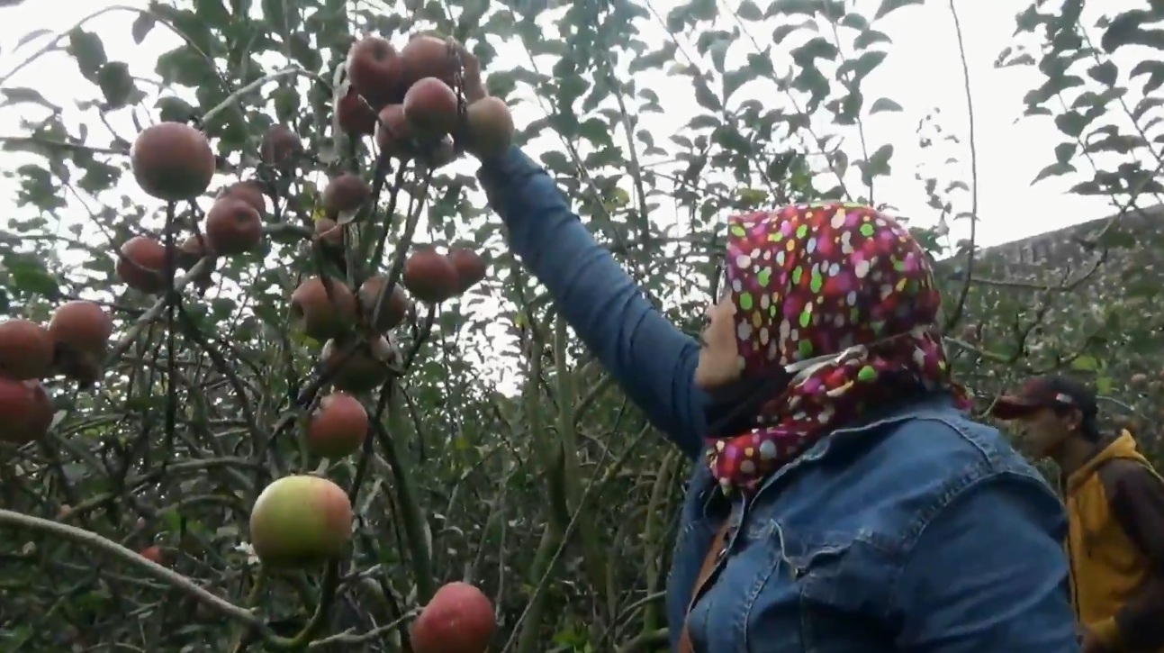 Pengunjung wisata petik buah saat memetik buah apel segar di tengah pandemi wisata (Foto / Metro tv)
