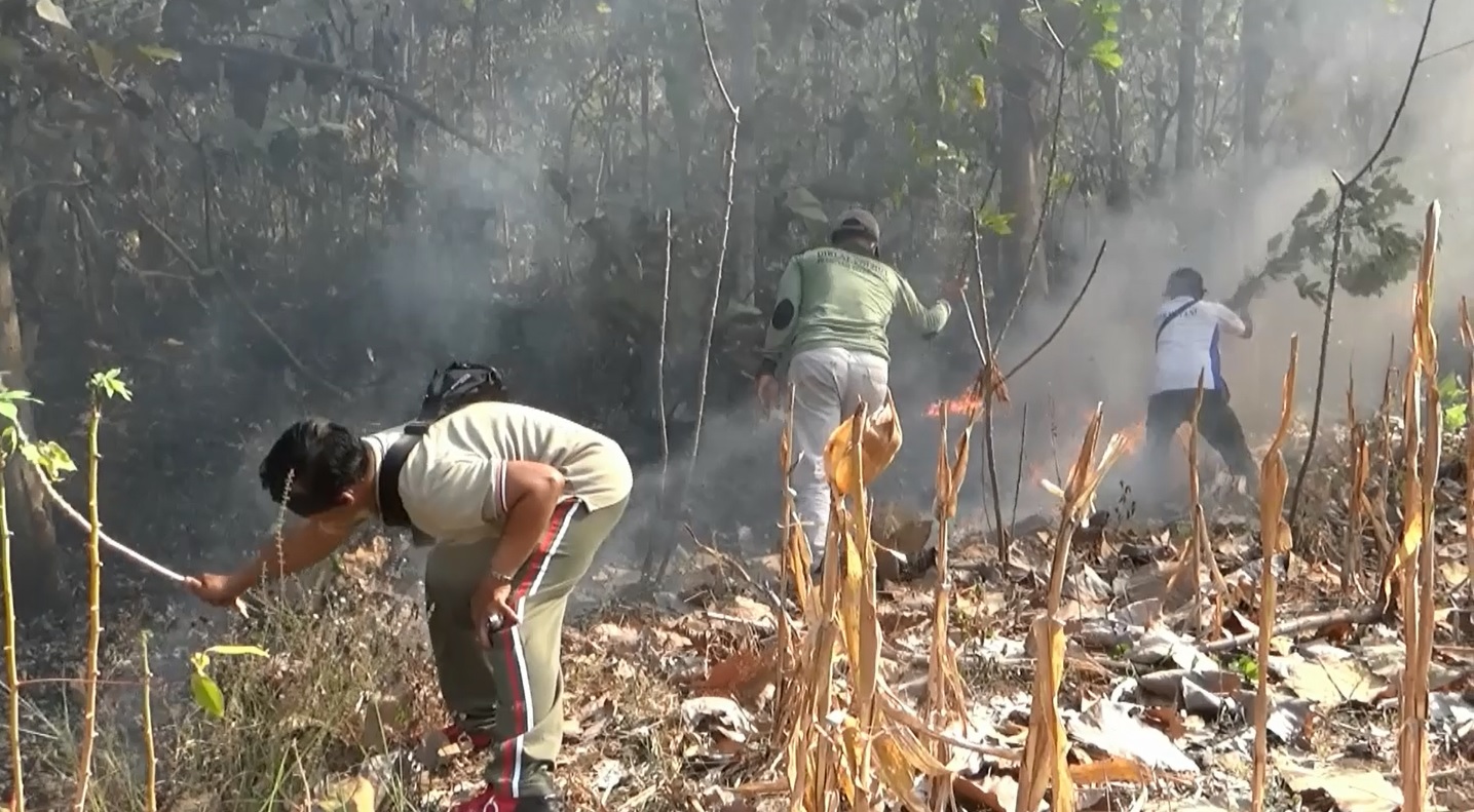 8 Hektar Hutan Jati Terbakar, Diduga Ulah Orang Tidak Bertanggung Jawab