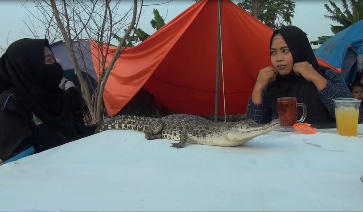 Salah satu pengunjung menikmati sajian  minuman herbal sambil ditemani buaya muara. (foto/metrotv)