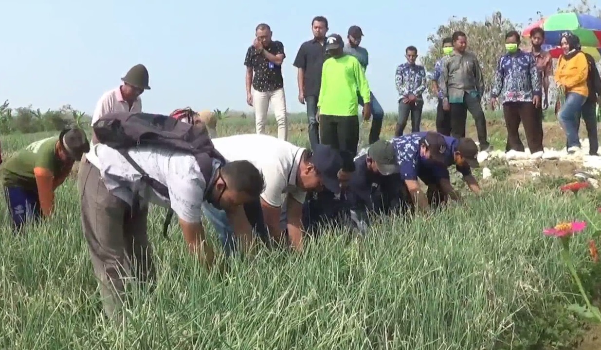 Calon Bupati Lamongan Suhandoyo bersama Ketua DPD Partai Nasdem Lamongan, Kaharuddin dan para petani melakukan panen raya bawang merah. (foto/metrotv)