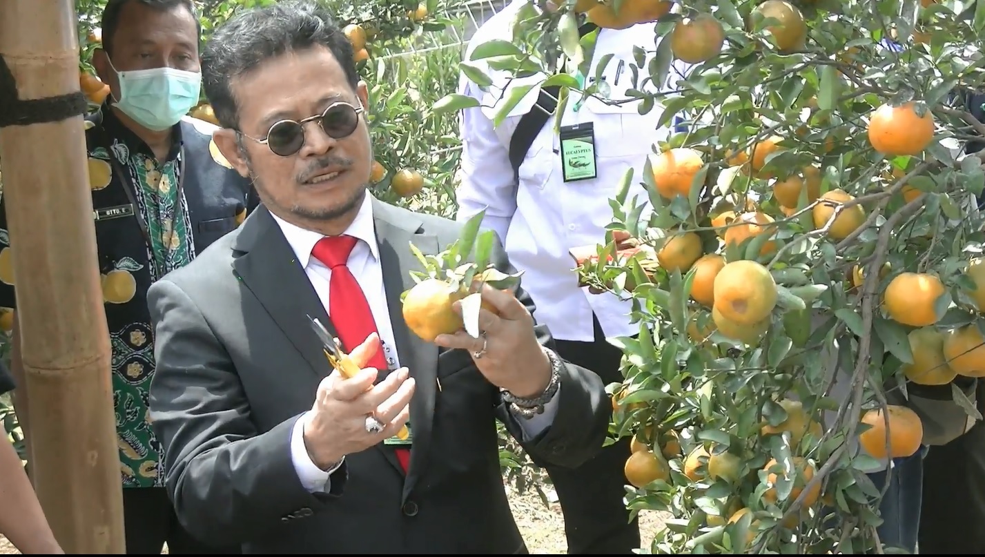 Menteri Pertanian Republik Indonesia Syahrul Yasin Limpo saat ikut memanen jeruk di Balai Besar Penelitian Tanaman Jeruk dan Buah Subtropika, Balitjestri Tlekung, Kota Batu (Foto / Metro TV)