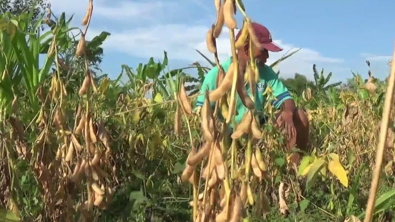 Petani kedelai di Lamongan saat panen. (foto/metrotv)