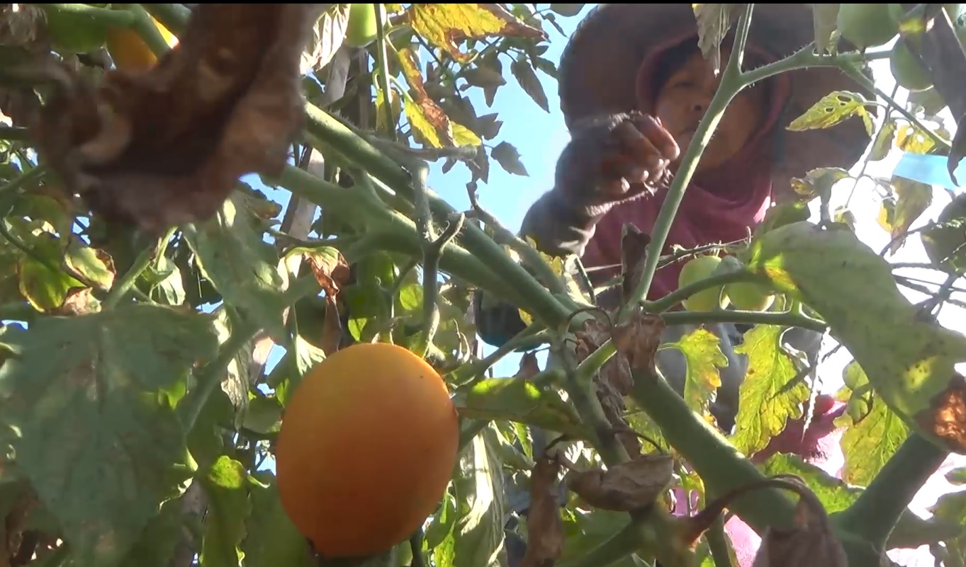 Petani tomat di Desa Paron,  Kecamatan Ngasem, Kabupaten Kediri. (foto/metrotv)