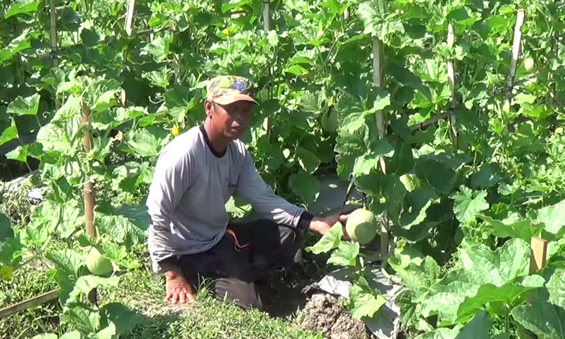 Petani melon di Magetan mengaku bisa meraup untung puluhan juga setiap kali panen. (foto/metrotv)