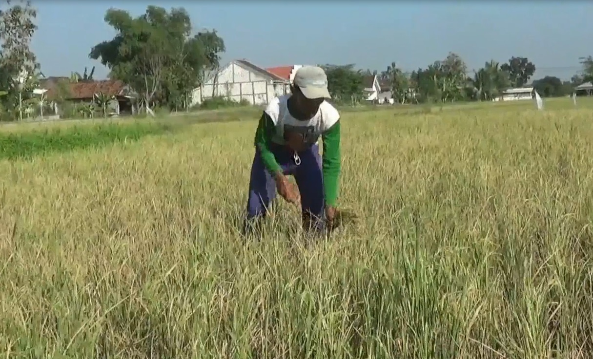 Salah seorang petani terpaksa memanen padi lebih awal karena serangan hama wereng (Foto / Metro TV) 