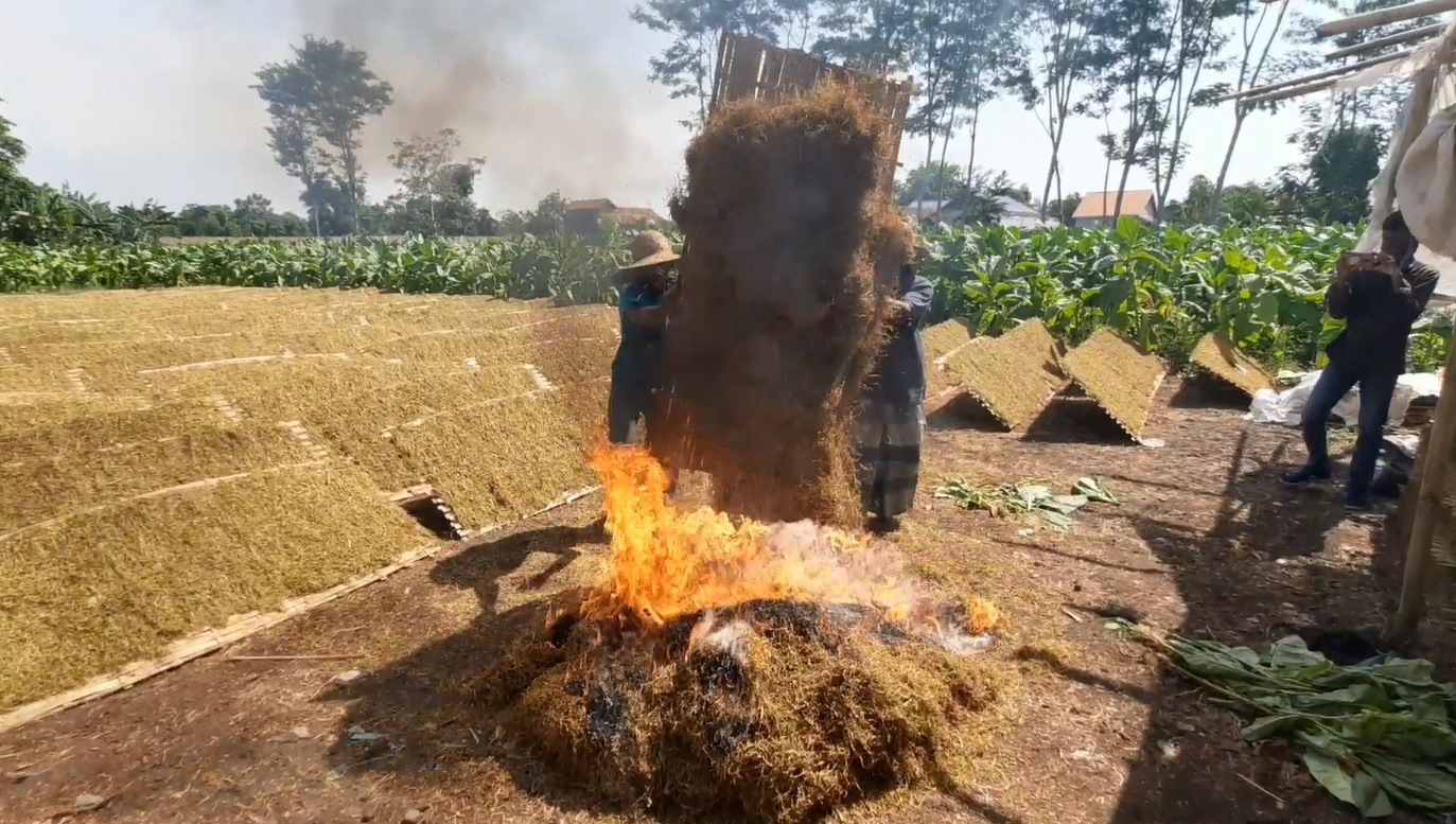 Sejumlah petani di Probolinggo membakar tembakau kering lantaran tak laku dijual (Foto / Metro TV)