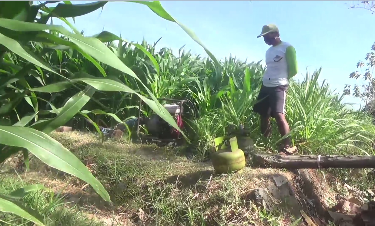 Petani Desa Blimbing  menggunakan pompa air berbahan bakar elpiji. (metrotv)