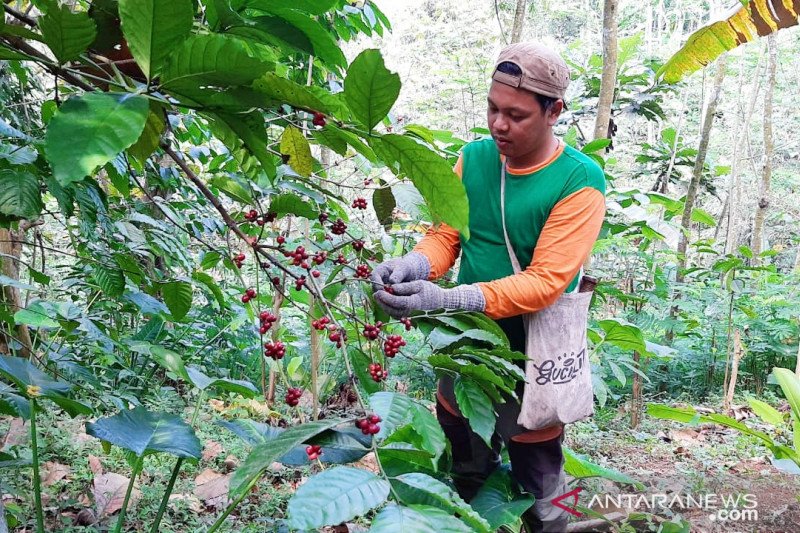 Petani kopi di DesaGucialit, Kabupaten Lumajang