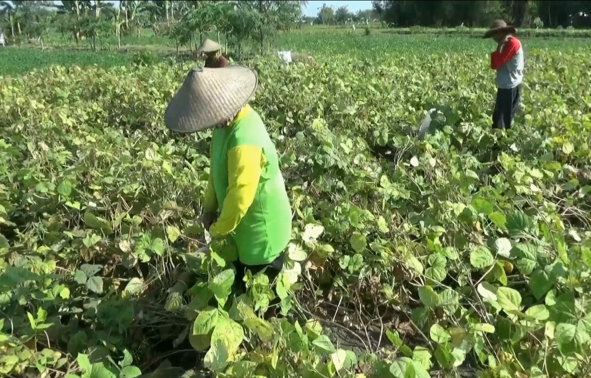 Petani kacang hijau di Bojonegoro terancam merugi. (metrotv)