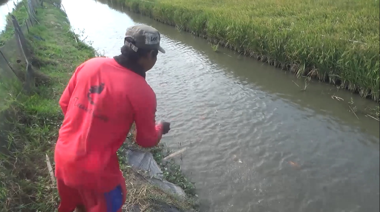 Riyanto memberikan makan ikan di lahan pertanian miliknya (Foto / Metro TV)