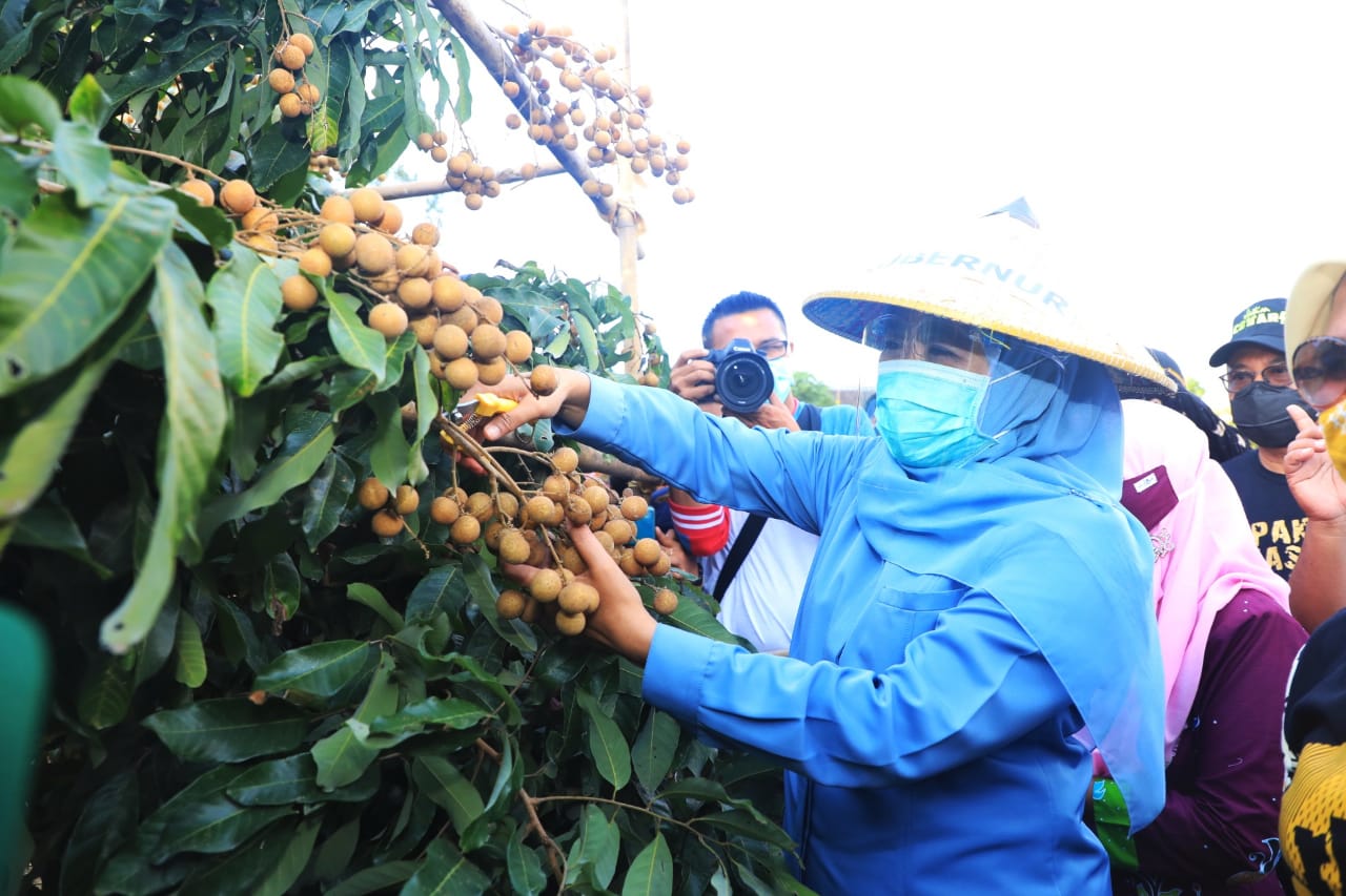 Gubernur Khofifah Petik Perdana Buah Kelengkeng  Kualitas Premium