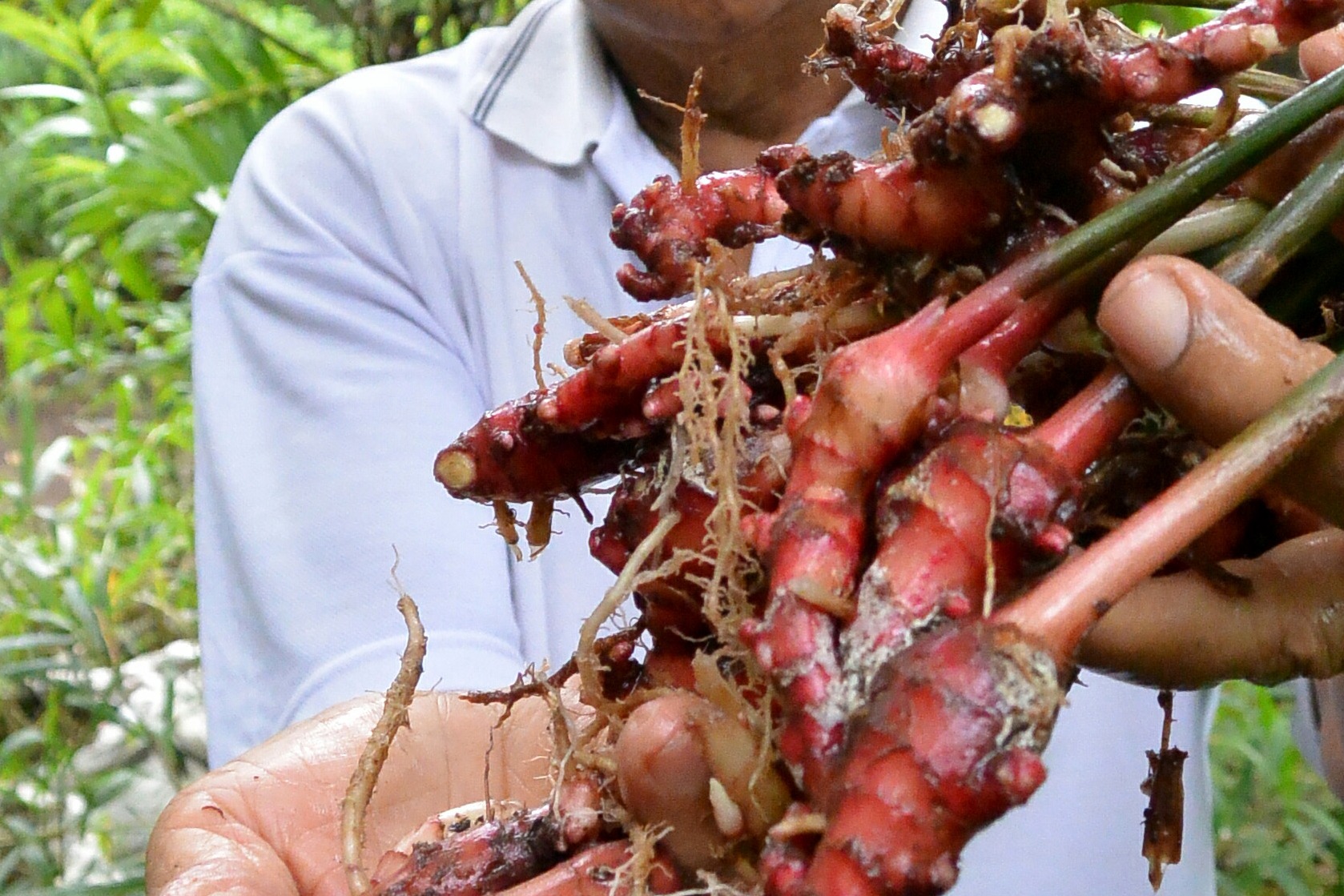 Jahe merah milik para petani di Magetan siap dipanen (Foto / Metro TV)