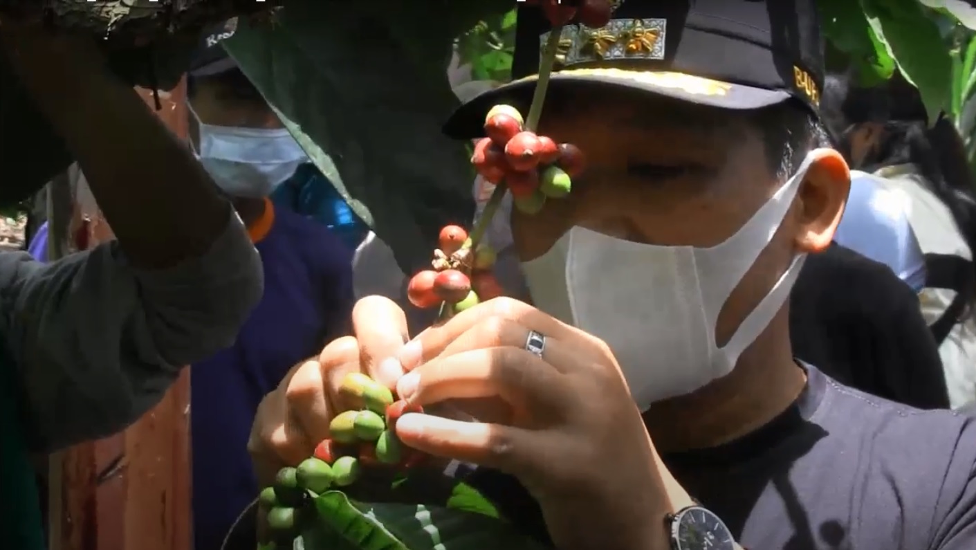 Bupati Lumajang, Thoriqul Haq saat memanen kopi wine khas lereng Semeru  (Foto / Metro TV)