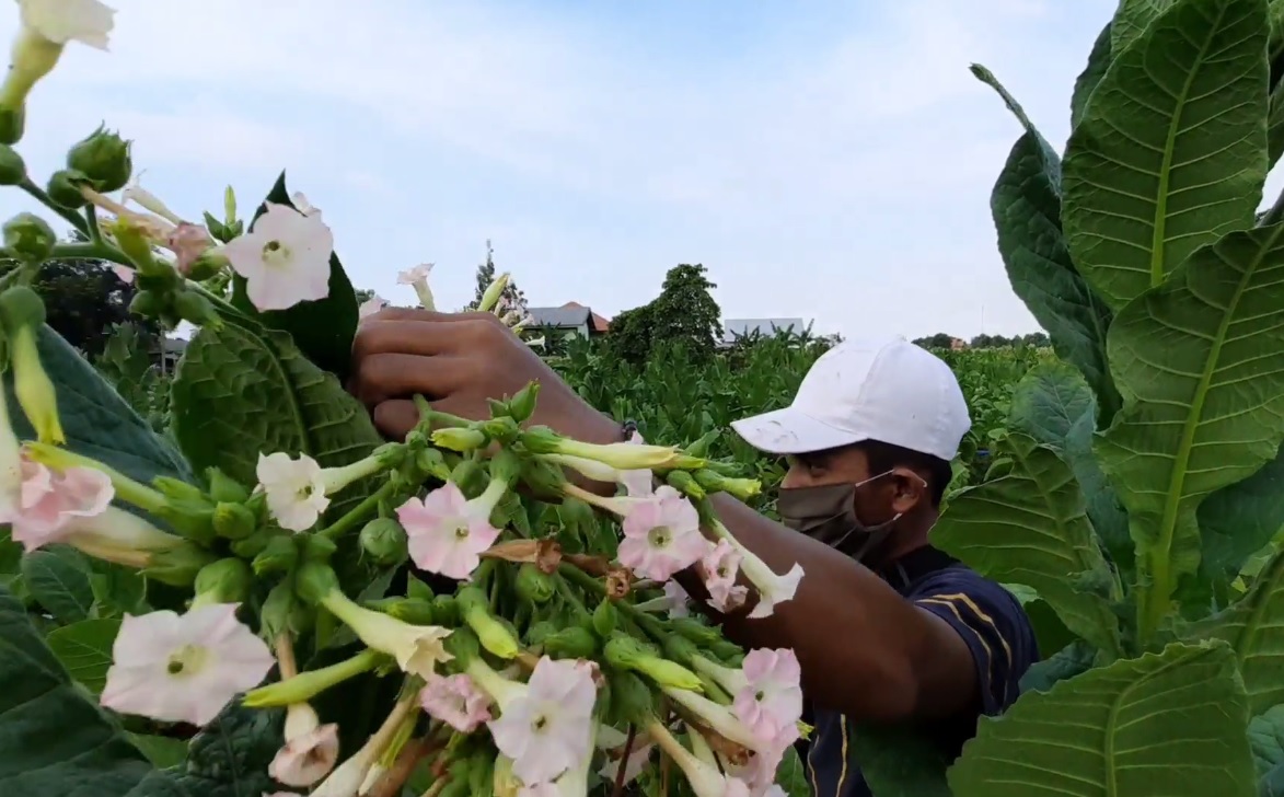 Petani tembakau di Probolinggo mengeluhkan keberadaan pupuk bersubsidi. (metrotv)