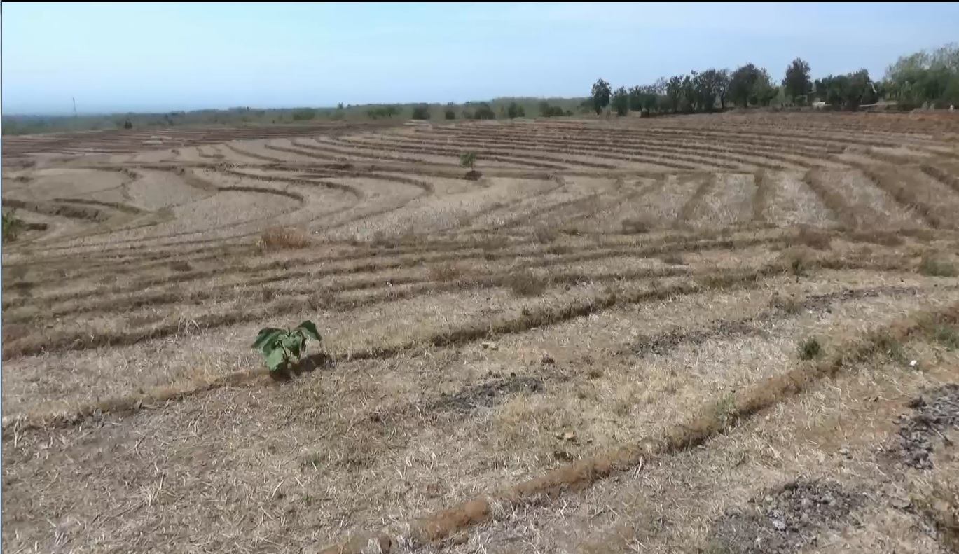 Puluhan hektar sawah di Magetan tak terurus akibat waduk mengering. (metrotv)