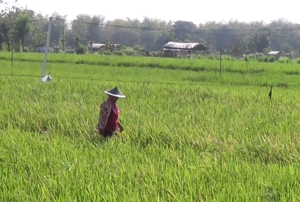 Para petani di wiliyah Magetan dibuat resah kedatangan hama burung. (metrotv)