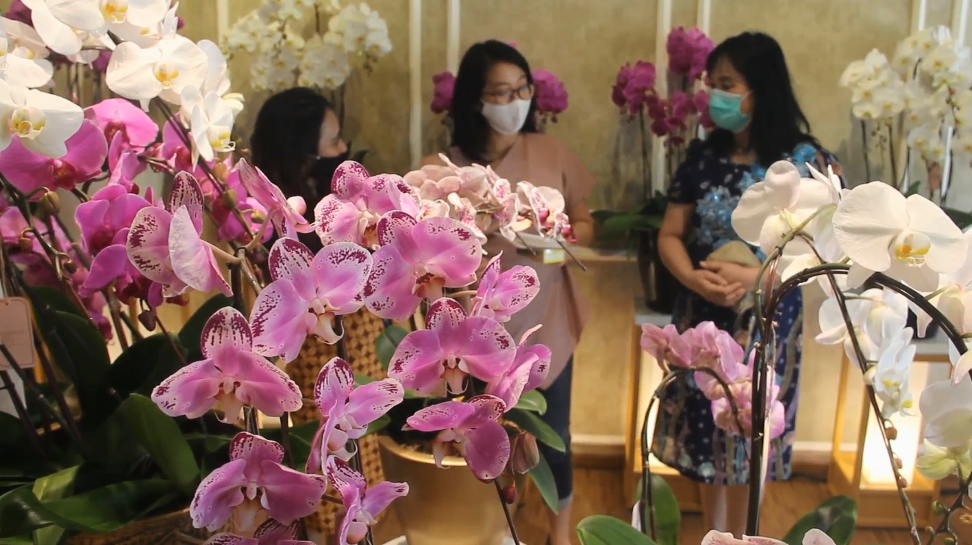 Anggrek menjadi salah satu bunga yang diburu saat pandemi (Foto / Metro TV)