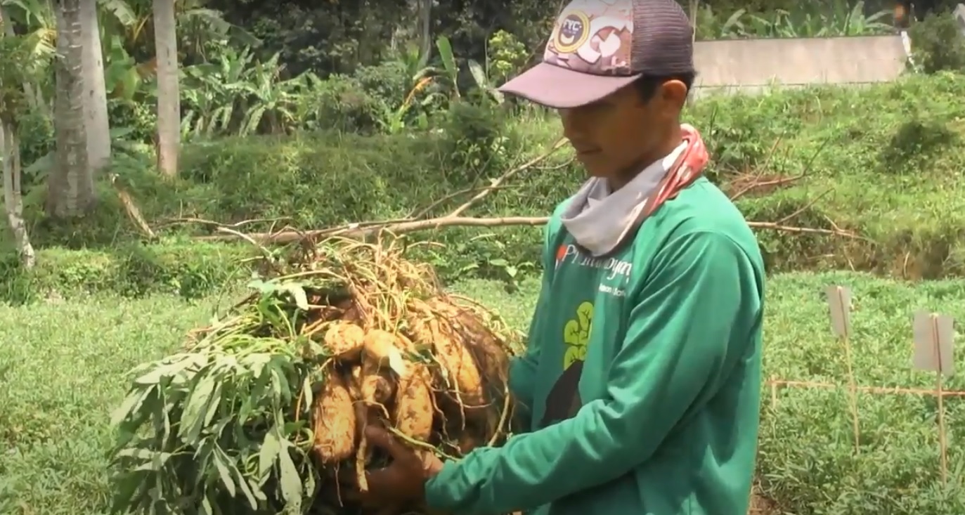 Ubi madu semeru yang mulai merambah ke pasar mancanegara karena kualitas dan rasanya (Foto / Metro TV)